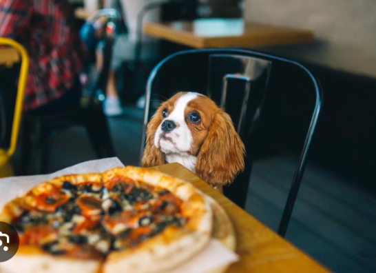restaurante petfriendly 1