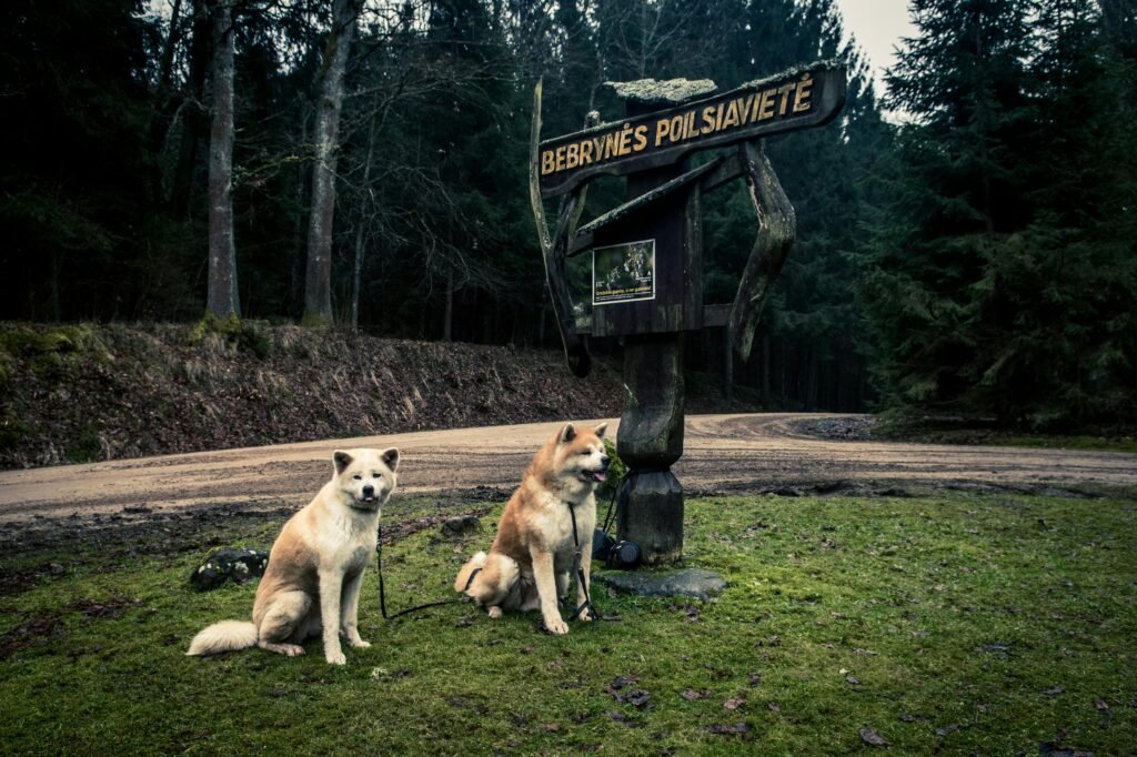 Perros en camping